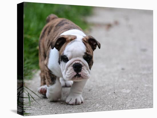 English Bulldog Puppy Walking Outdoor on the Cement-Willee Cole-Stretched Canvas