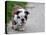 English Bulldog Puppy Walking Outdoor on the Cement-Willee Cole-Stretched Canvas