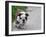 English Bulldog Puppy Walking Outdoor on the Cement-Willee Cole-Framed Photographic Print