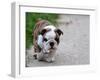 English Bulldog Puppy Walking Outdoor on the Cement-Willee Cole-Framed Photographic Print