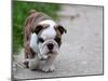 English Bulldog Puppy Walking Outdoor on the Cement-Willee Cole-Mounted Photographic Print