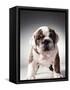English Bulldog Puppy-Larry Williams-Framed Stretched Canvas