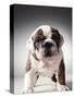 English Bulldog Puppy-Larry Williams-Stretched Canvas