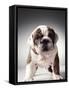 English Bulldog Puppy-Larry Williams-Framed Stretched Canvas