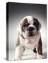 English Bulldog Puppy-Larry Williams-Stretched Canvas