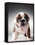 English Bulldog Puppy-Larry Williams-Framed Stretched Canvas