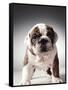 English Bulldog Puppy-Larry Williams-Framed Stretched Canvas