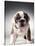 English Bulldog Puppy-Larry Williams-Stretched Canvas