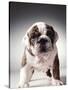 English Bulldog Puppy-Larry Williams-Stretched Canvas