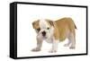 English Bulldog Puppy-null-Framed Stretched Canvas