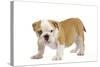 English Bulldog Puppy-null-Stretched Canvas