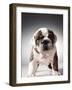 English Bulldog Puppy-Larry Williams-Framed Photographic Print