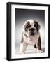 English Bulldog Puppy-Larry Williams-Framed Photographic Print