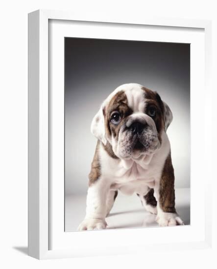 English Bulldog Puppy-Larry Williams-Framed Photographic Print