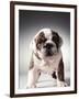 English Bulldog Puppy-Larry Williams-Framed Photographic Print