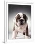 English Bulldog Puppy-Larry Williams-Framed Photographic Print