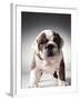 English Bulldog Puppy-Larry Williams-Framed Photographic Print