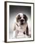 English Bulldog Puppy-Larry Williams-Framed Photographic Print