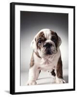 English Bulldog Puppy-Larry Williams-Framed Photographic Print