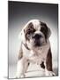 English Bulldog Puppy-Larry Williams-Mounted Photographic Print