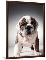 English Bulldog Puppy-Larry Williams-Framed Photographic Print