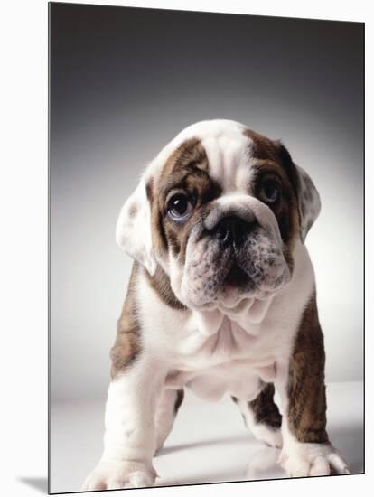 English Bulldog Puppy-Larry Williams-Mounted Photographic Print