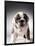 English Bulldog Puppy-Larry Williams-Framed Photographic Print