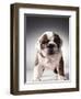 English Bulldog Puppy-Larry Williams-Framed Photographic Print