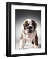 English Bulldog Puppy-Larry Williams-Framed Photographic Print