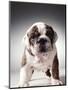 English Bulldog Puppy-Larry Williams-Mounted Photographic Print