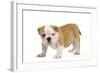 English Bulldog Puppy-null-Framed Photographic Print