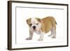 English Bulldog Puppy-null-Framed Photographic Print