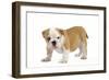 English Bulldog Puppy-null-Framed Photographic Print