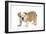 English Bulldog Puppy-null-Framed Photographic Print