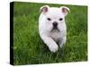 English Bulldog Running in the Grass - 8 Weeks Old-Willee Cole-Stretched Canvas