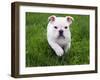 English Bulldog Running in the Grass - 8 Weeks Old-Willee Cole-Framed Photographic Print