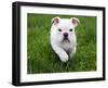 English Bulldog Running in the Grass - 8 Weeks Old-Willee Cole-Framed Photographic Print