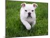 English Bulldog Running in the Grass - 8 Weeks Old-Willee Cole-Mounted Photographic Print