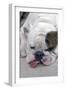 English Bulldog Tired, Lying Down with Tongue Sticking Out-null-Framed Photographic Print