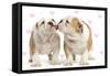 English Bulldog, Two Puppies 'Kissing'-null-Framed Stretched Canvas