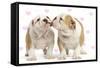 English Bulldog, Two Puppies 'Kissing'-null-Framed Stretched Canvas