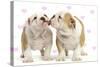 English Bulldog, Two Puppies 'Kissing'-null-Stretched Canvas