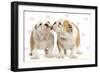 English Bulldog, Two Puppies 'Kissing'-null-Framed Photographic Print