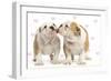 English Bulldog, Two Puppies 'Kissing'-null-Framed Photographic Print