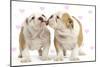 English Bulldog, Two Puppies 'Kissing'-null-Mounted Photographic Print