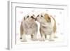 English Bulldog, Two Puppies 'Kissing'-null-Framed Photographic Print