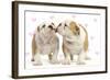 English Bulldog, Two Puppies 'Kissing'-null-Framed Photographic Print