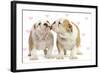 English Bulldog, Two Puppies 'Kissing'-null-Framed Photographic Print