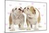 English Bulldog, Two Puppies 'Kissing'-null-Mounted Photographic Print