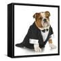 English Bulldog Wearing Black Tuxedo And Tails On White Background-Willee Cole-Framed Stretched Canvas